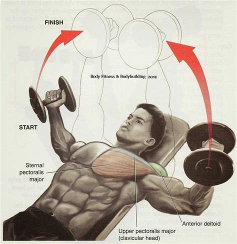 The Fitness Era: Incline Dumbbell Flyes