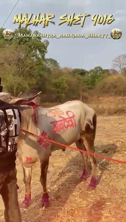 हिंदकेसर सुरज ड्रायव्हर गोरपे यांचा मल्हार #bailgadasharyat #comment # ...