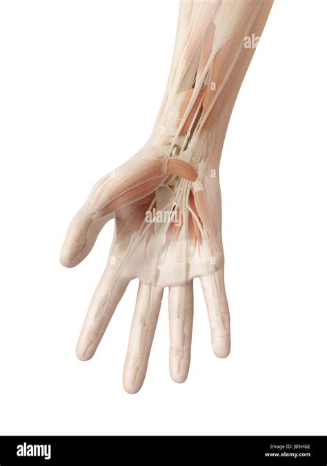 anatomy of the human hand Stock Photo - Alamy