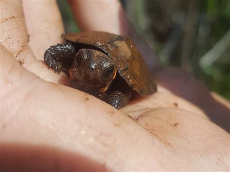 Three years, two cows, and twenty-five bog turtles — Hudsonia Ltd
