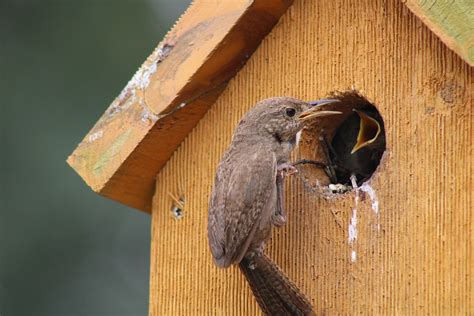 Sparrow Bird House - Free photo on Pixabay - Pixabay