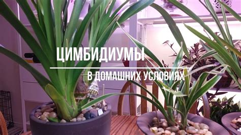Цимбидиумы в домашних условиях - YouTube