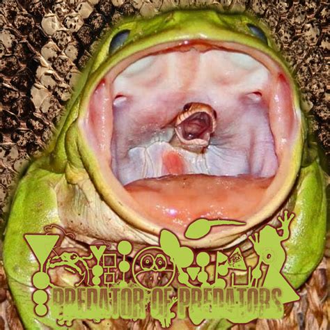 Predator Of Predators | Phyllomedusa