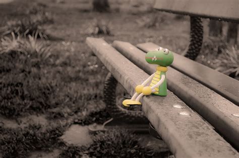 The Lost Toy Free Stock Photo - Public Domain Pictures