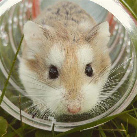 Hamster care | Animal Humane Society