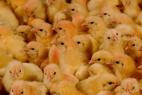 Pollito Billeder – Gennemse 532 stockfotos, vektorer og videoer | Adobe ...