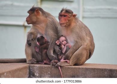 7,790 Baby rhesus monkey Images, Stock Photos & Vectors | Shutterstock