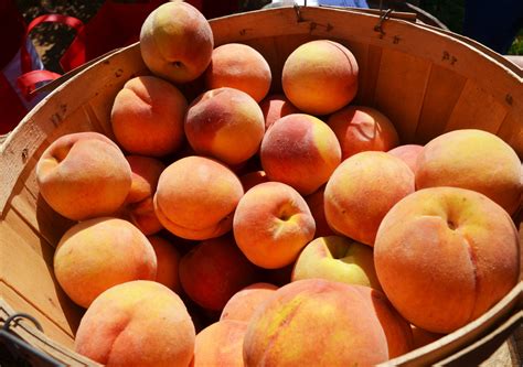 It's peaches on beaches in NJ for 'Eat a Peach Day' - Fruit Growers News