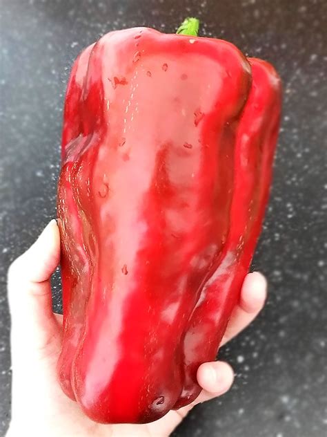 Перец сладкий Великан красный (Red Giant)