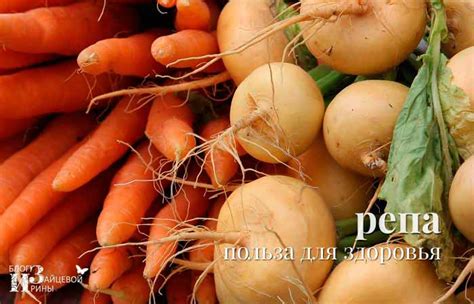 Репа. Польза и вред для здоровья. Полезные свойства и противопоказания