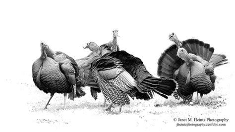 Wild Turkey Drawing at PaintingValley.com | Explore collection of Wild ...