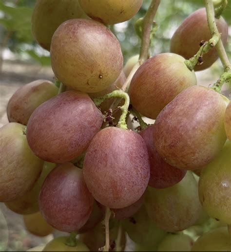 Виноградник Юліних - переглянути весь каталог продукції саджанців