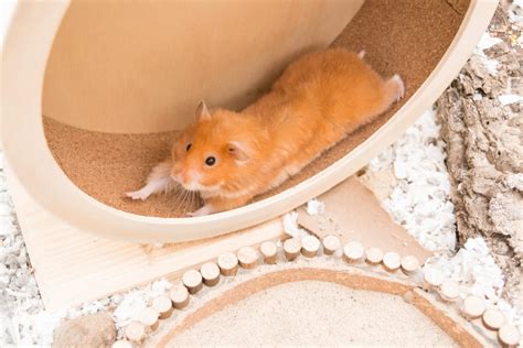 Do Hamsters Need a Wheel & What Kind of Wheels Are Safe