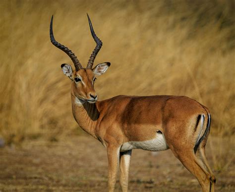 Free stock photo of africa, impala, zambia