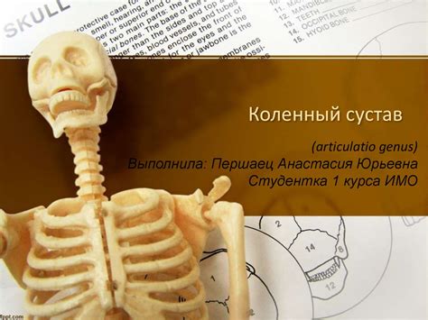 Коленный сустав - презентация онлайн