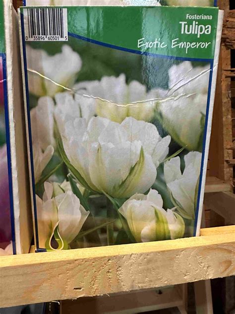Exotic Emperor Tulip | Brick's Garden Exchange