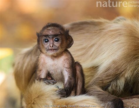 Gray Langur Baby