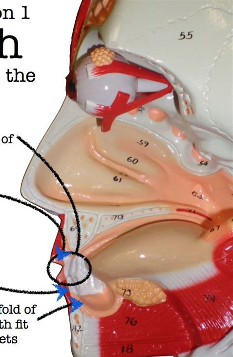 Mouth Diagram | Quizlet
