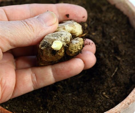 how to grow a ginger plant 2