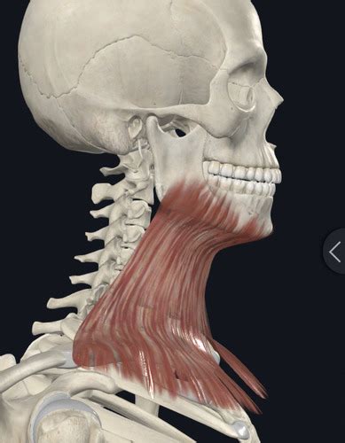 Músculos del cuello Flashcards | Quizlet
