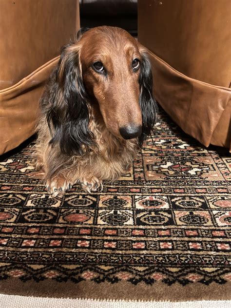 Harry looking guilty after peeing on the rug! : r/Dachshund