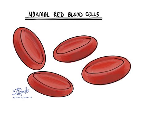 red blood cells  body