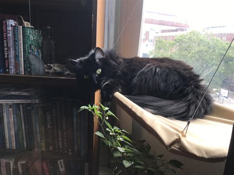 Minerva enjoying the sunshine : r/blackcats