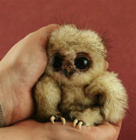 Ugliest/cutest thing in the world..baby owl!! | Birds | Cute animals ...