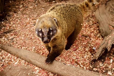 Should You Keep a Coatimundi (Coati) as a Pet?