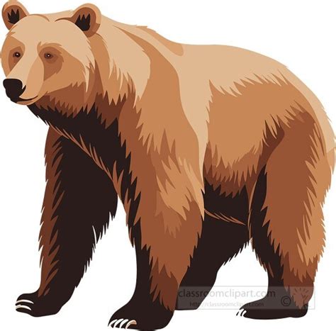 Bear Clipart-brown bear with shaggy fur coat
