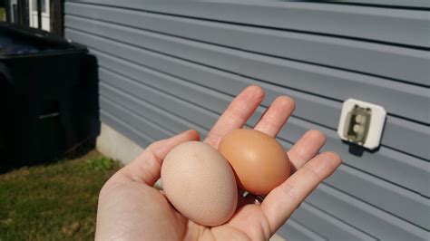 Brahma egg? | BackYard Chickens - Learn How to Raise Chickens