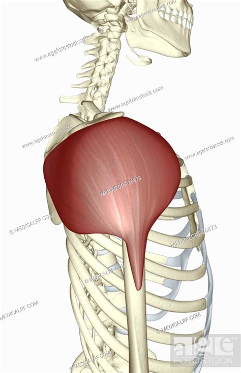 The deltoid muscle, Stock Photo, Picture And Royalty Free Image. Pic ...