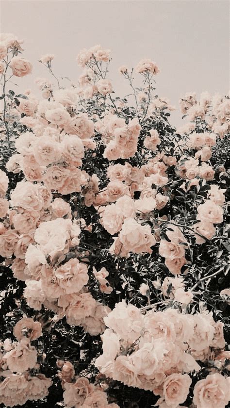 aesthetic lockscreen  homescreen wallpapers wallpaper cave