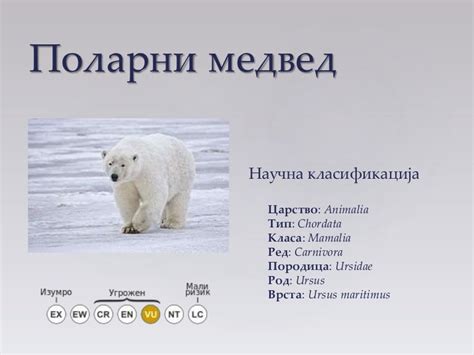 Поларни медвед Јана Стевановић