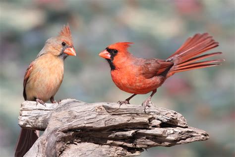 tips    attract cardinals   yard  world birds