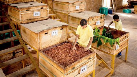 heres  progressive farmers  harvesting cacao  farms  west