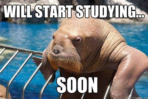 Soon walrus memes | quickmeme