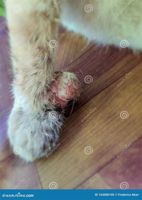 Kitten Has Lump On Leg at Gary Delariva blog