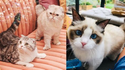 taylor swifts cats olivia benson meredith  benjamin