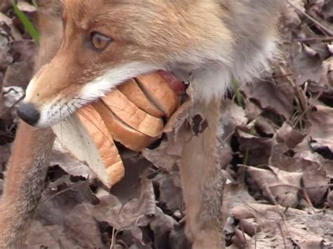 Chernobyl Animals