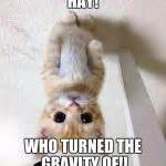 Cute Cat Meme Generator - Imgflip