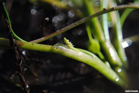 FOTOS DE FLORA NATIVA Y ADVENTICIAS DE URUGUAY : Triglochin scilloides ...