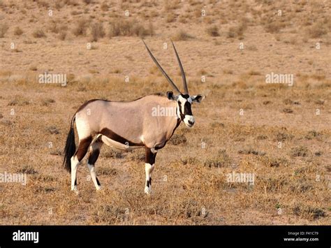 female gemsbok  res stock photography  images alamy