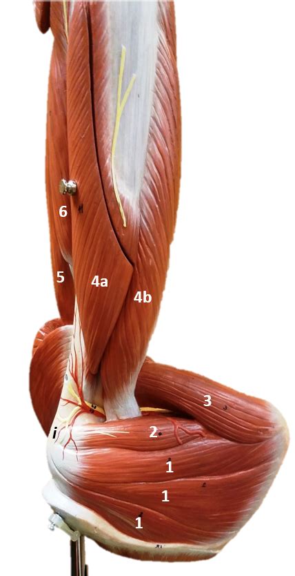 upper limb proximal  diagram quizlet