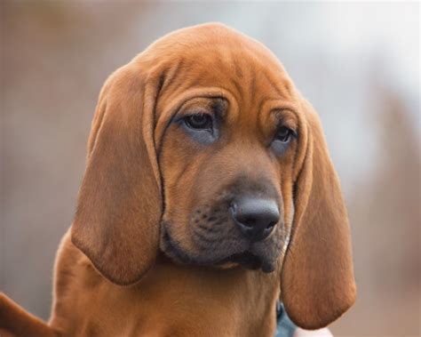 Redbone Coonhound - Temperament, Lifespan, Shedding, Puppy