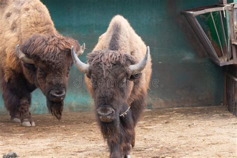 Sights and Animals - Inhabitants of the Lion Park "Taigan". Stock Image ...