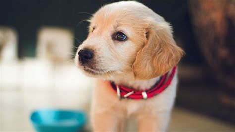 pets animals websites    allyoucanreadcom