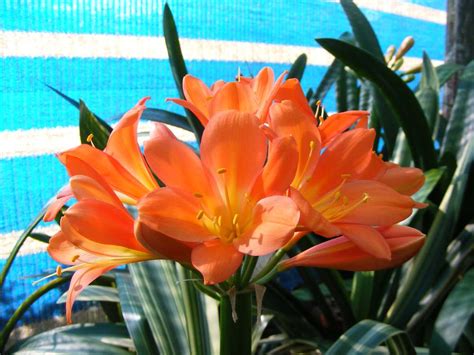 Variegated Clivia