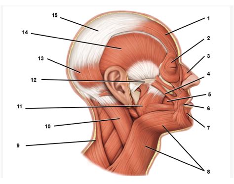 Anatomy 8.3 Labeling Quiz