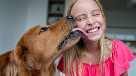 Why Does My Dog Lick Everything? | PetMD